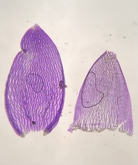 Sphagnum subsecundum