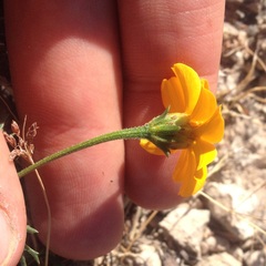 Dyssodia tagetiflora