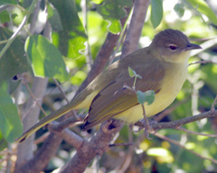 Chlorocichla flaviventris