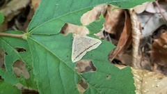 Zanclognatha griselda