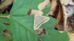 Zanclognatha griselda