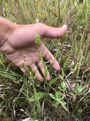 Platanthera blephariglottis blephariglottis