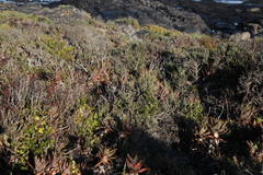 Aloe distans