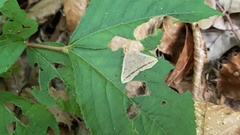 Zanclognatha griselda