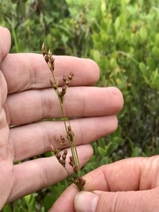 Juncus greenei