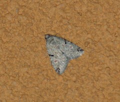 Maliattha concinnimacula