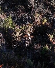 Aloe distans