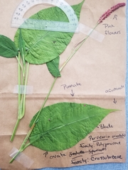 Persicaria orientalis