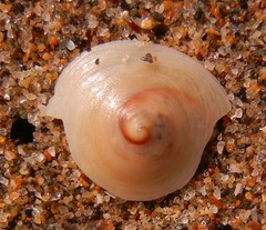 Calyptraea chinensis