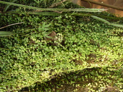 Peperomia circinnata