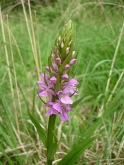 Dactylorhiza elata