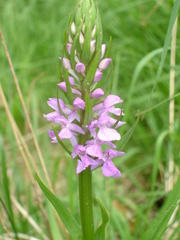 Dactylorhiza elata