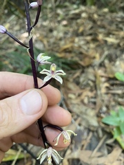 Aphyllorchis queenslandica