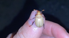 Callistethus plagiicollis