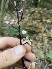Aphyllorchis queenslandica