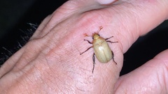 Callistethus plagiicollis