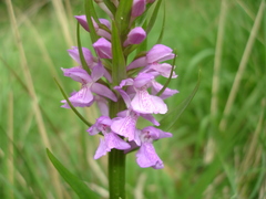 Dactylorhiza elata