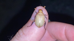 Callistethus plagiicollis