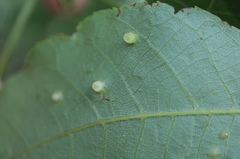 Caryomyia melicrustum