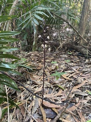 Aphyllorchis queenslandica
