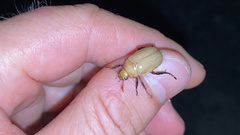 Callistethus plagiicollis