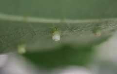 Caryomyia melicrustum