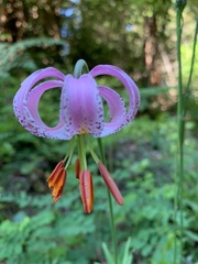 Lilium kelloggii