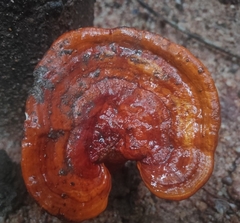 Ganoderma
