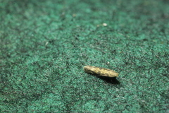 Scrobipalpa ocellatella
