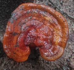 Ganoderma