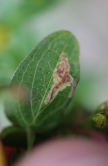 Fomoria hypericella