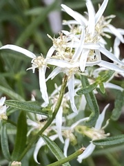 Sericocarpus linifolius