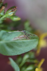 Fomoria hypericella