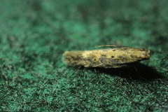 Scrobipalpa ocellatella