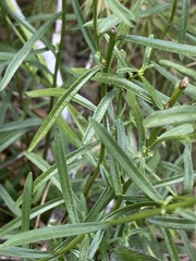 Sericocarpus linifolius