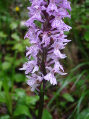 Dactylorhiza fuchsii fuchsii