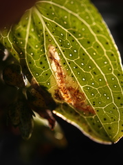 Fomoria hypericella