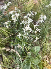 Sericocarpus linifolius