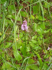 Dactylorhiza fuchsii fuchsii