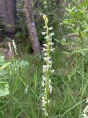 Platanthera dilatata albiflora