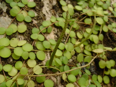 Peperomia circinnata