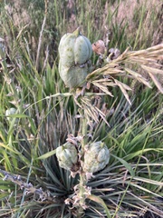 Yucca glauca