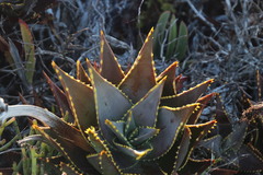Aloe distans