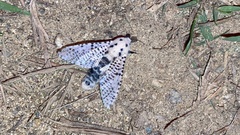 Zeuzera multistrigata