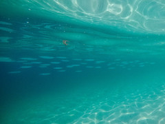 Hemiramphus saltator