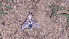 Zeuzera multistrigata