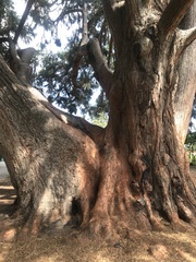 Sequoiadendron giganteum