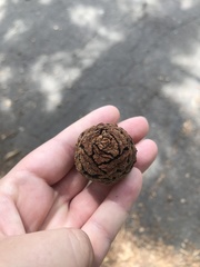 Sequoiadendron giganteum
