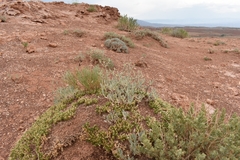 Linanthus caespitosus