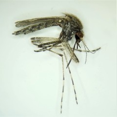 Psorophora discolor